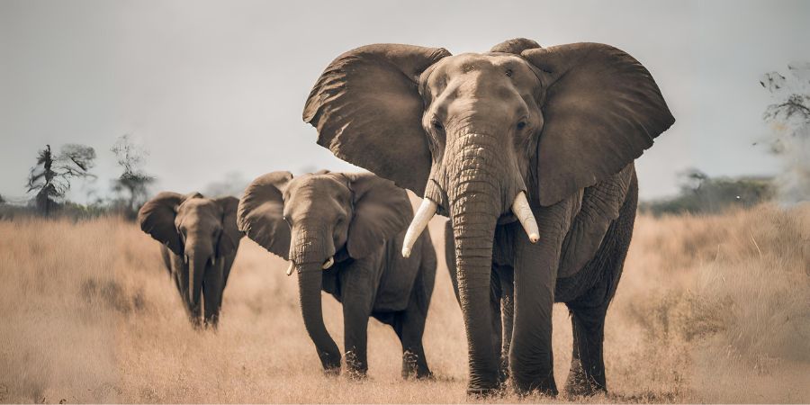 Wie alt werden Elefanten
